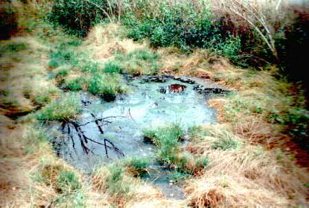 Sickerwasseraustritt am Fue der Deponie Aspenstedt